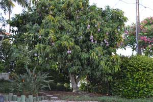 mango tree full of fruit