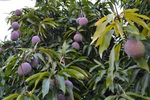 mango tree closeup