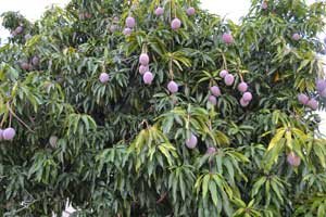 upper branches of mango tree full of fruit